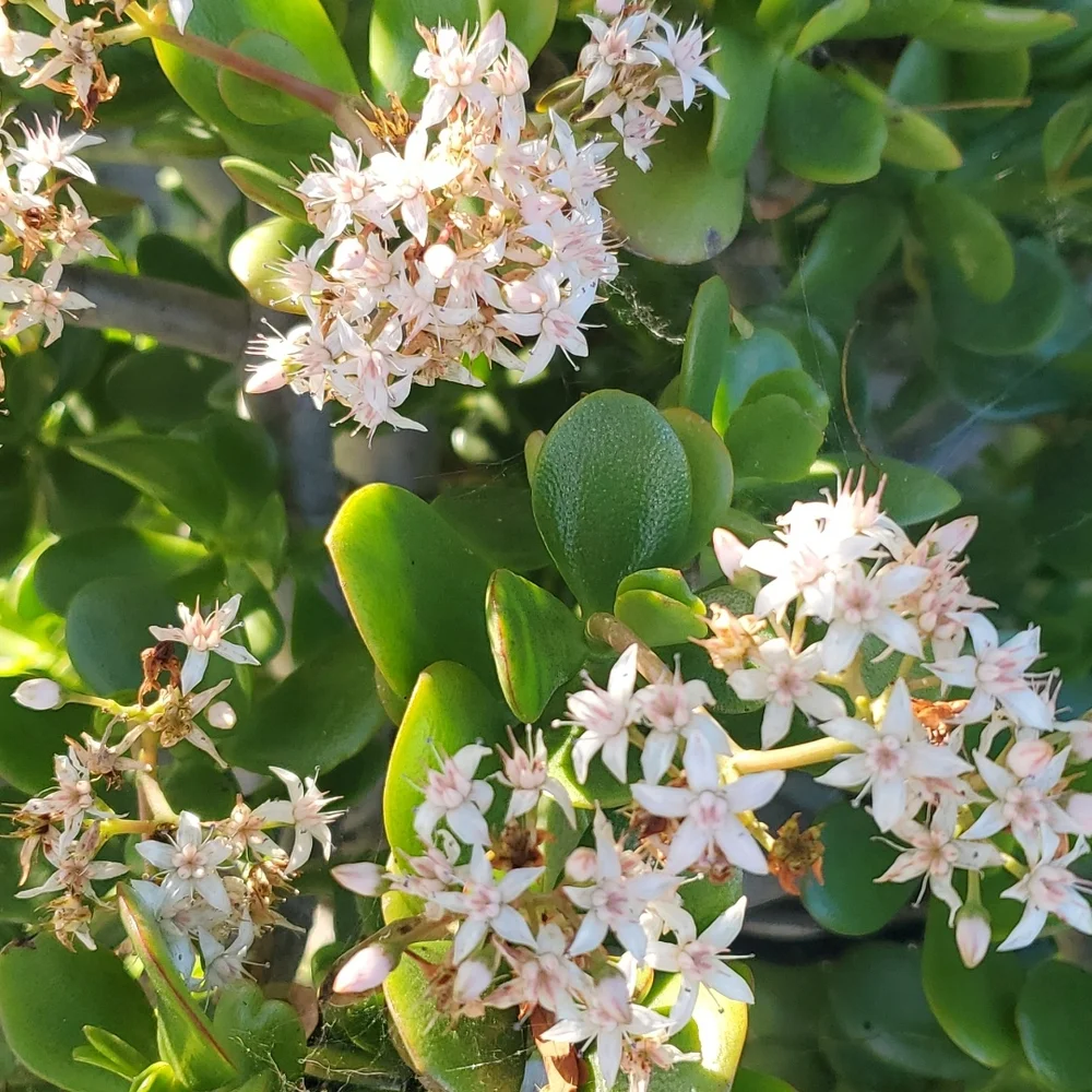 Jade Plant - Picture 5 of 5